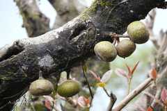 Ficus auriculata